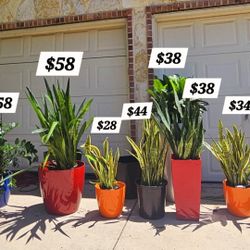 Fiesta Colors Plants & Pots