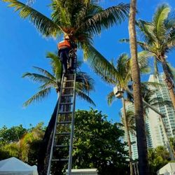 Palm Tree Trimming 