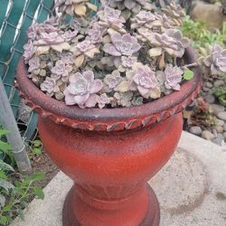 Purple Delight Arengement With Beutifull Pot