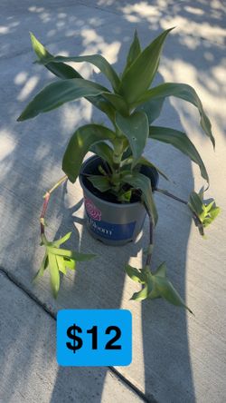 Gorgeous spider succulent plant