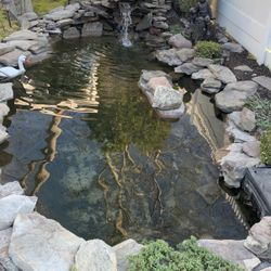 Im Looking for Free pond fish