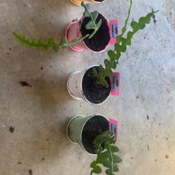 Fishbone Cactus 🌵 🐠