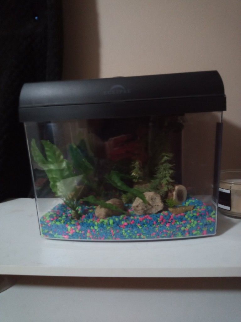 Fish Tank 