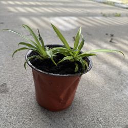 Shamrock Spider Plant