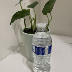 Pothos In Mint Color Planter Pot