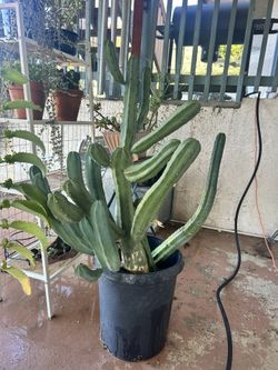 Large Multi-Arm Columnar Cactus – Unique Statement Plant