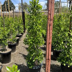 Ficus Nitida Indian Laurel Privacy Hedge