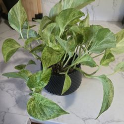 Plant 