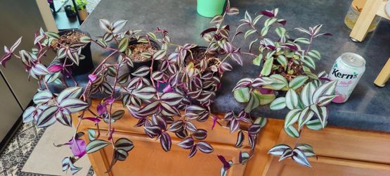 Tradescantia Zebrina / Inch plant