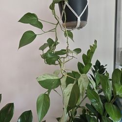 Medium Hanging Varigated Pothos House Plant