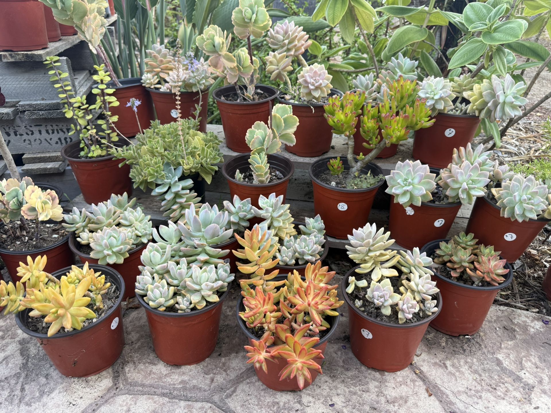 Variety Of Succulents Plants