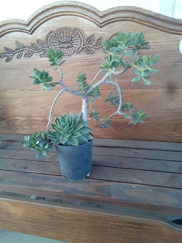 Two Plants In One Pot