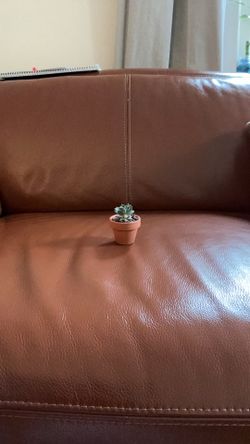 Baby succulent plant