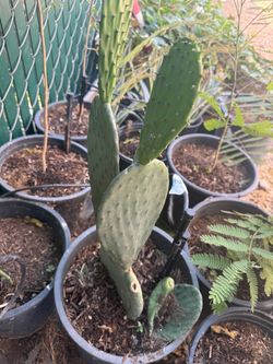 Giant prickly pear Cactus (Nopal)