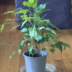 Ficus - 18”