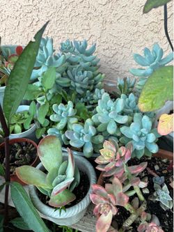 Variedad de plantas