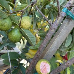 Pink Guava Tree 25gal 