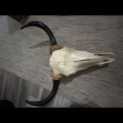 Longhorn Skulls Bull Cow Taxidermy Rodeo Western Decor