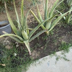 Aloe Vera Plants 