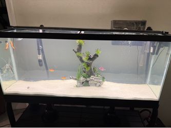 55 gallon tank with friends