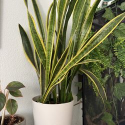 $25 snake plant