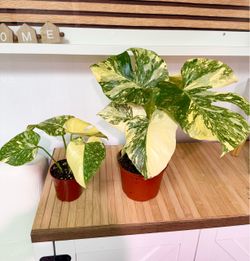 Plants (6”& 4”pot🌿Monstera “creme brulee” $45 & $30)