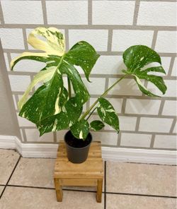 Monstera Thai Constellation