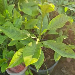 Limon  Arbolito
