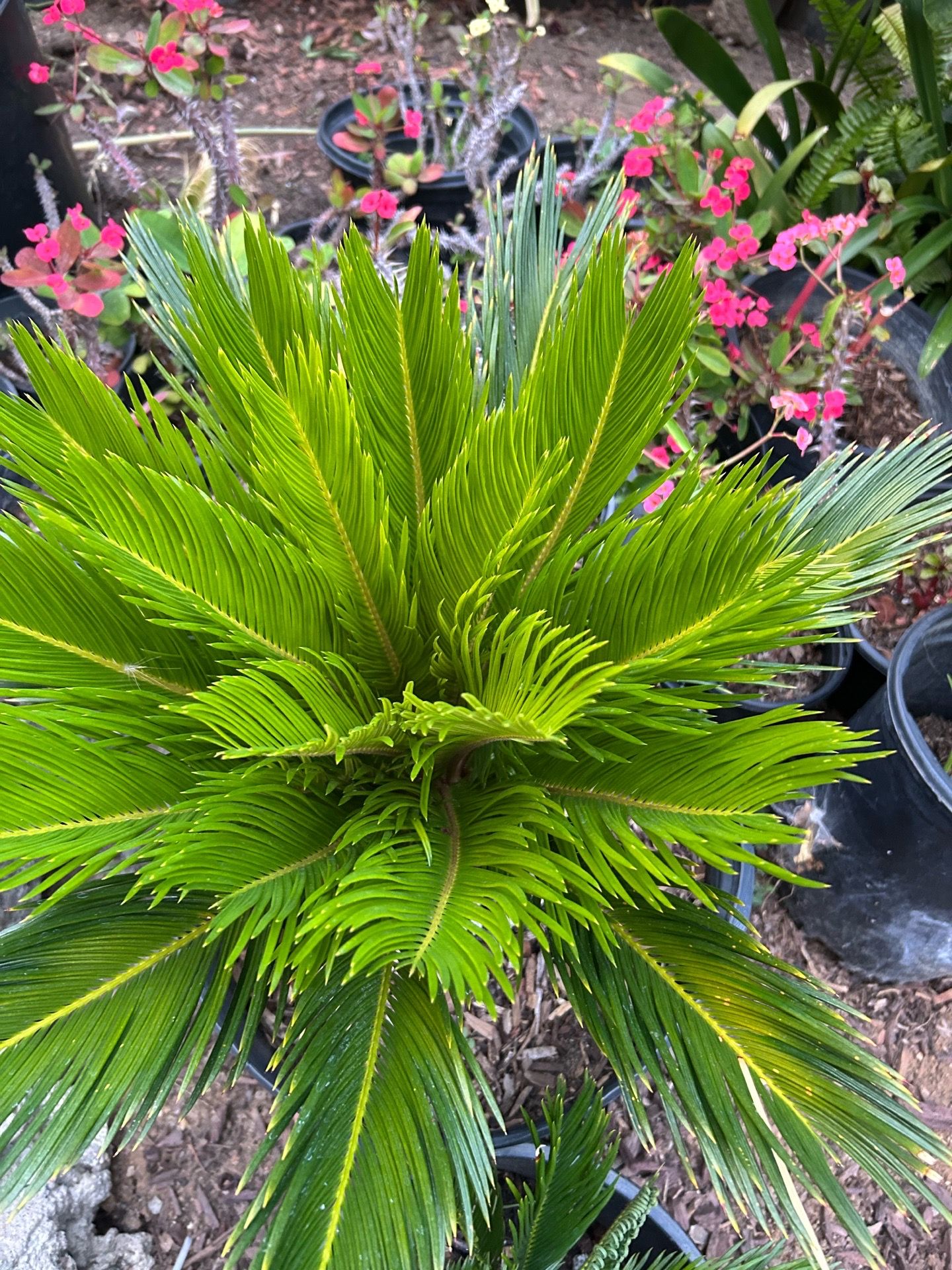 Sago Palm