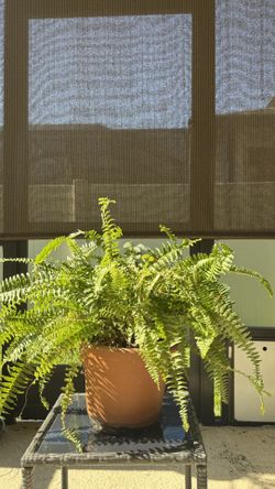 Fern Plant