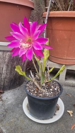 Beautiful Fuschia color. Epiphyllum plant