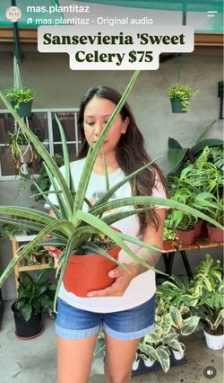 Sansevieria 'Sweet Celery'