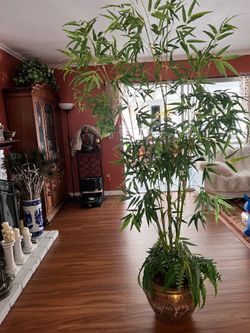 Beautiful bamboo tree with vintage Chinese vase