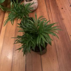 Bella Palm Tree Plants!! ONLY $10 Each!  