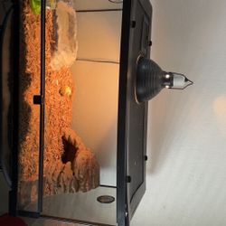 Reptile Tank 