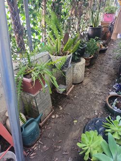 Plants Pots Plant Stands For Sale 