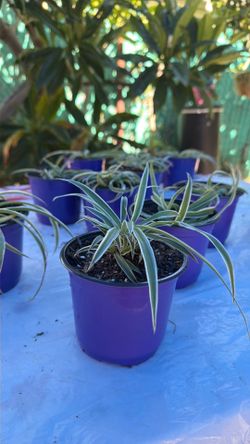 Spider plant