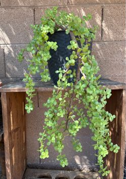 Elephant Bush Suculent