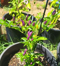 Rare Organic Bolivian Rainbow Pepper Seeds And Plants!  2026 SEASON EARLY RELEASE! Available Now!