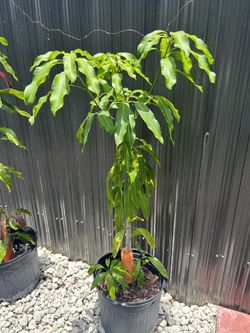 Indian Mango Tree-$25- West Kendall 