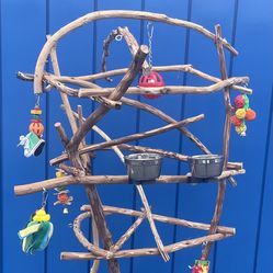 African Grey - Amazon Parrot Perch Tree … All Custom, Breeder Direct Low Price !! AAA+!quality ..,. Yess We Deliver ! 👍🏼✅