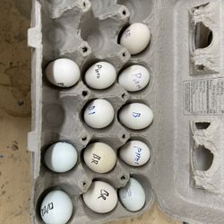 Kikiriki Azteca Eggs 