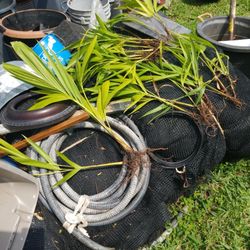 For starters 32 small Christmas palms $8.