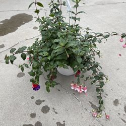 8” Mix Fucshia 2 Different Colors In The Pot