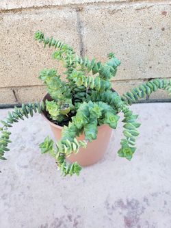 Baby necklace crassula succulent