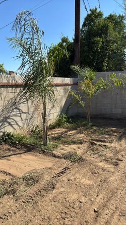 Palm Trees