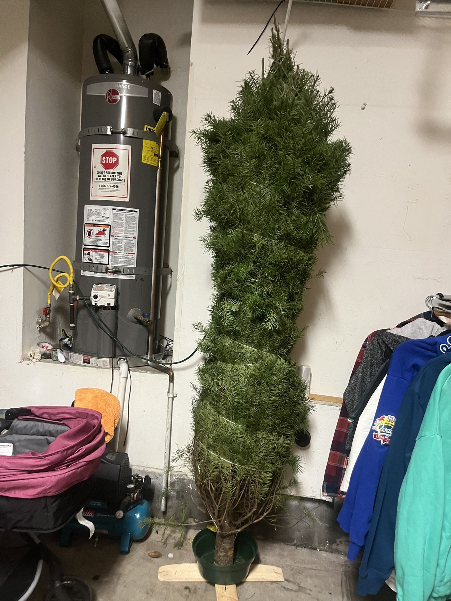 Fresh Christmas Trees