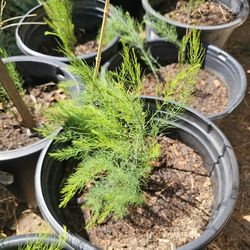 Asparagus Plant 18 Pot $15 For Each Pot Or $180 For All 
