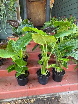 Different Kinds Of Elephant Ears Plant