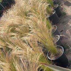 🔥 Drought Tolerant Grasses